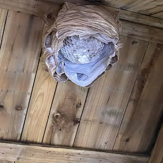 Nid de guêpes sous plafond en bois