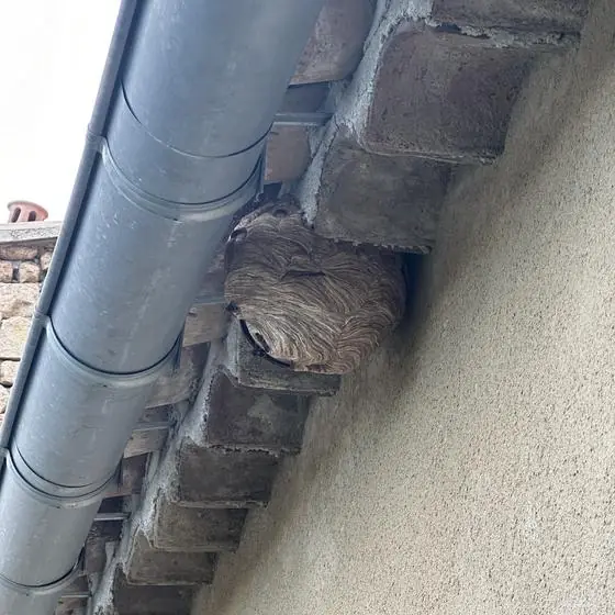 Nid de guêpes sous génoise et gouttière