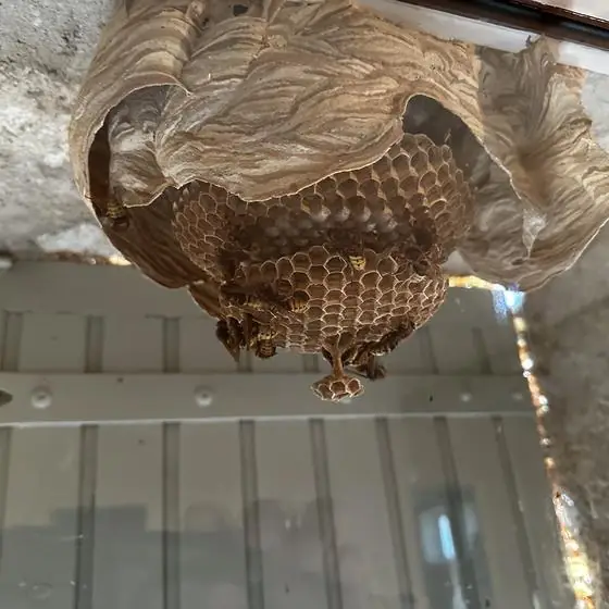 Nid de guêpes actif sur encadrement de fenêtre