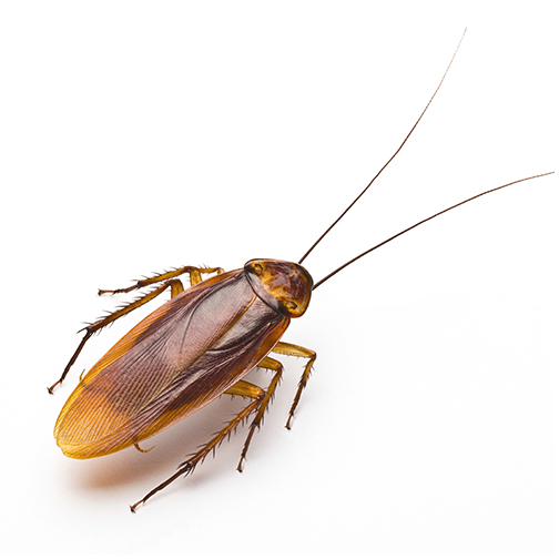 Blatte germanique — Blattella germanica