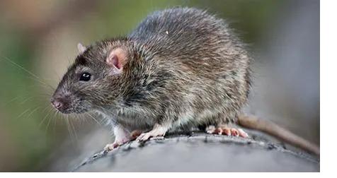 Rat surmulot — Rattus norvegicus