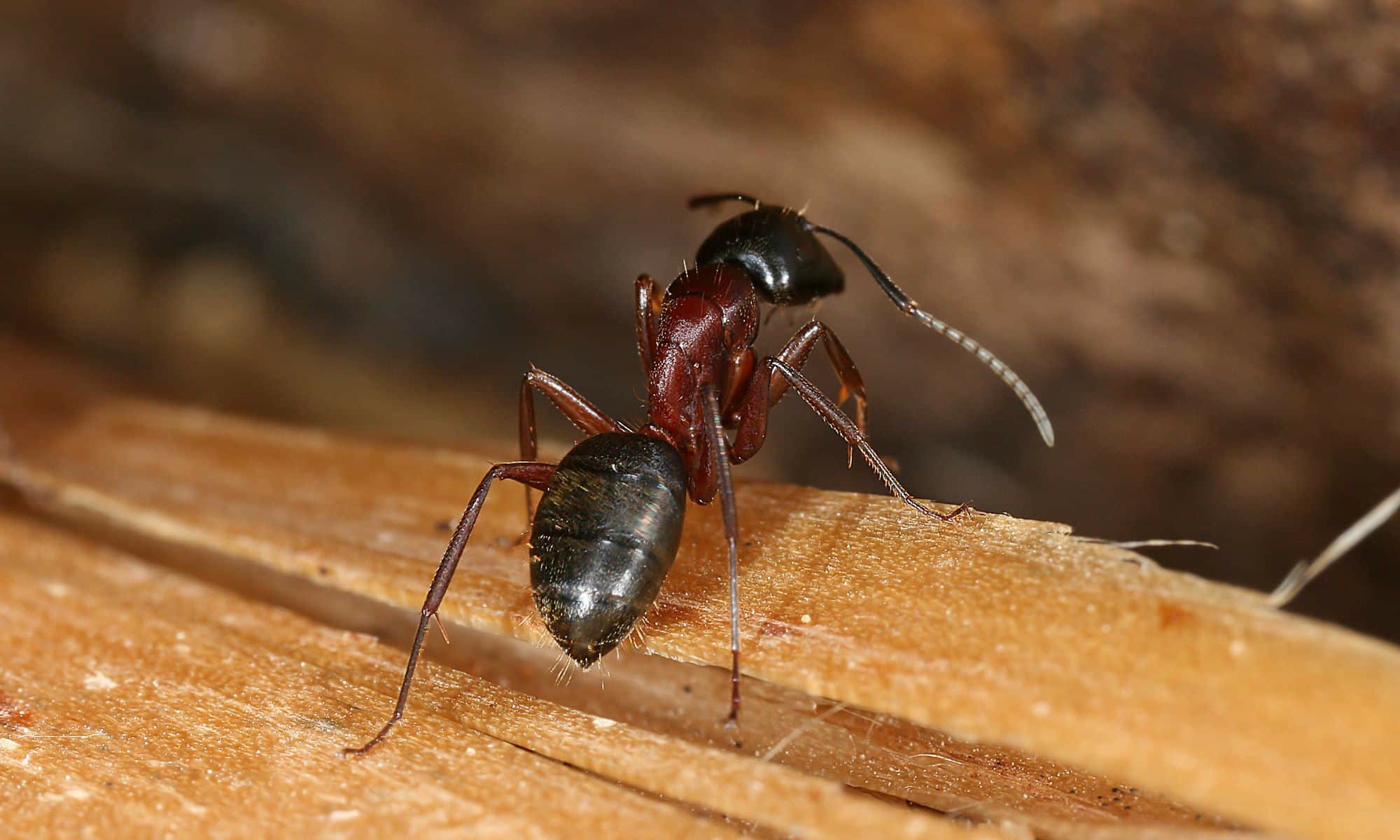 Fourmi noire des jardins — Lasius niger