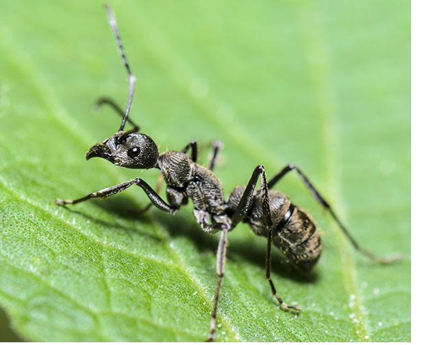 Fourmi charpentière — Camponotus