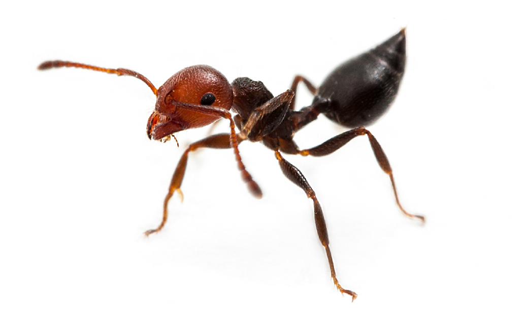 Fourmi acrobate — Crematogaster scutellaris
