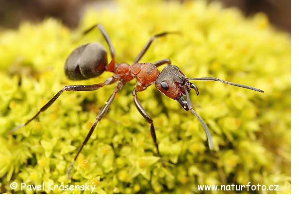 Fourmi rousse des bois — Formica rufa