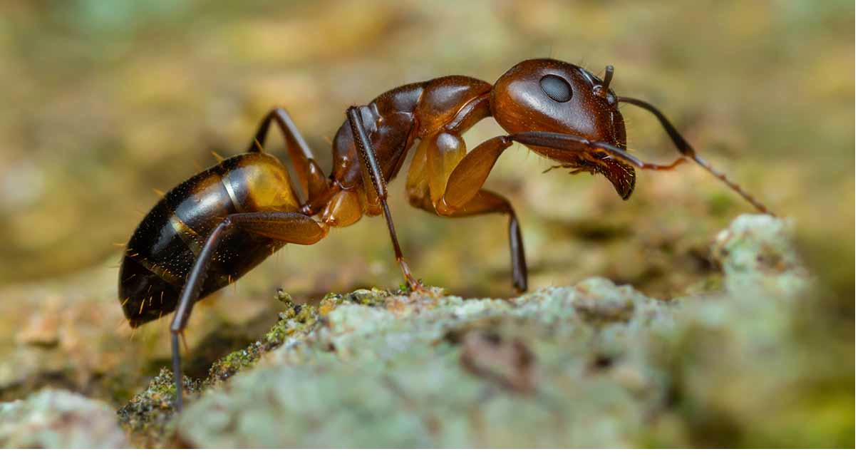 Fourmi d'Argentine — Linepithema humile