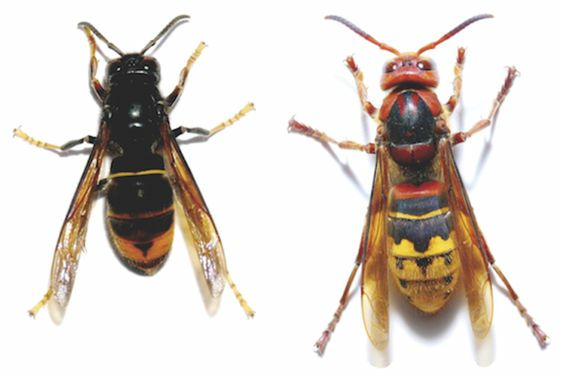 Frelon asiatique — identification