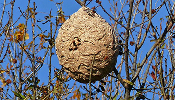 Nid de frelons asiatiques en Provence