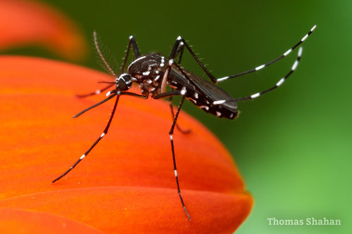 Moustique tigre Aedes albopictus
