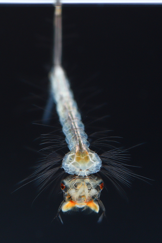 Larve de moustique Culex