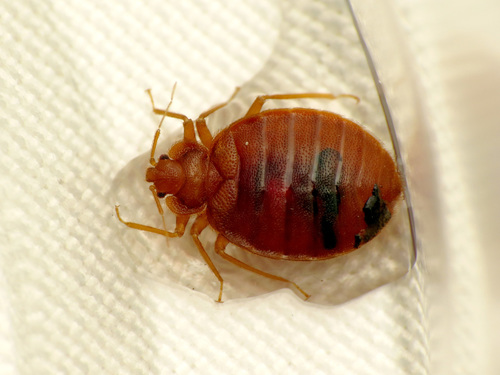 Punaise de lit adulte (Cimex lectularius)